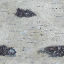 log birch